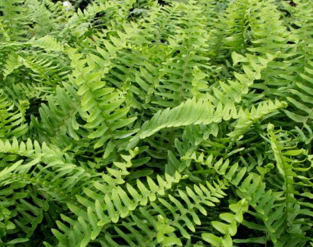 Nephrolepis obliterata